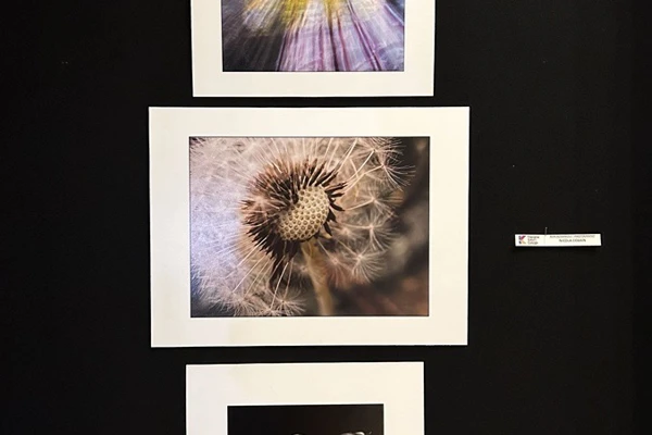 Three mounted photographs displayed vertically: an abstract motion blur in yellow tones, a close-up of a dandelion seed head, and a wilted tulip on a dark wooden surface. Three mounted photographs displayed vertically: an abstract motion blur in yellow tones, a close-up of a dandelion seed head, and a wilted tulip on a dark wooden surface.