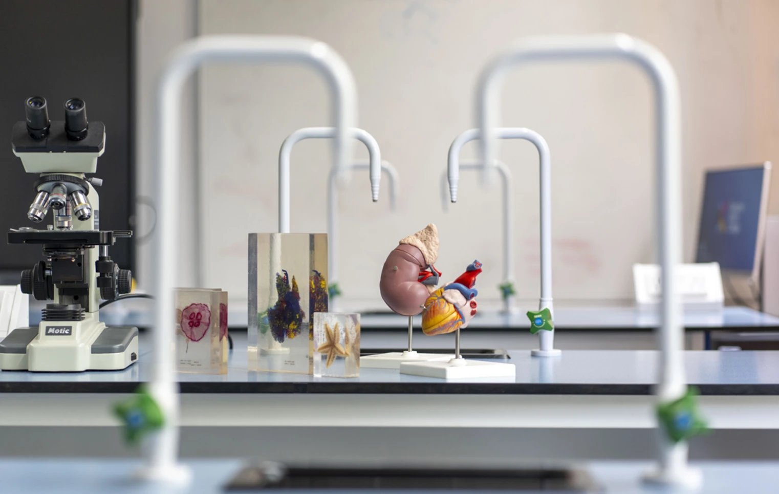 A science lab bench displays colourful models, including a kidney and heart, alongside a microscope and preserved biological specimens, all ready for a hands-on lesson in discovery A science lab bench displays colourful models, including a kidney and heart, alongside a microscope and preserved biological specimens, all ready for a hands-on lesson in discovery