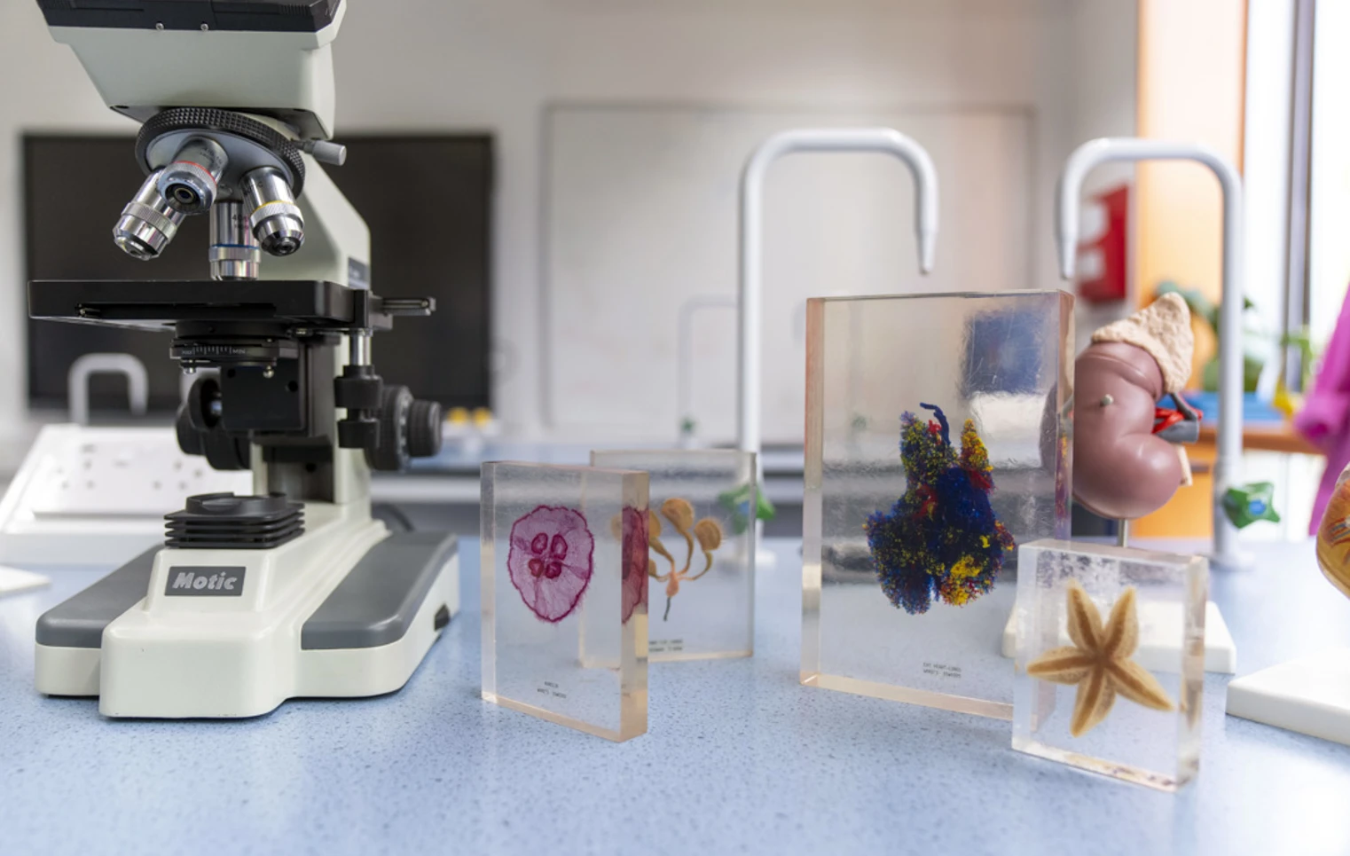 A close-up of a microscope and glass slides with preserved specimens on a science lab bench, perfect for exploring the tiny wonders of biology A close-up of a microscope and glass slides with preserved specimens on a science lab bench, perfect for exploring the tiny wonders of biology