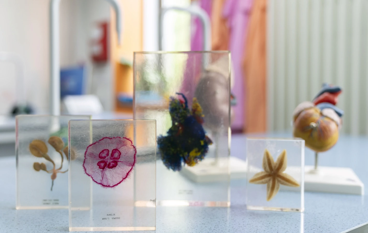 A row of preserved biological specimens in clear blocks sits on a lab bench, with a colourful heart model and bright lab coats in the background—science class is in session and full of curiosity A row of preserved biological specimens in clear blocks sits on a lab bench, with a colourful heart model and bright lab coats in the background—science class is in session and full of curiosity